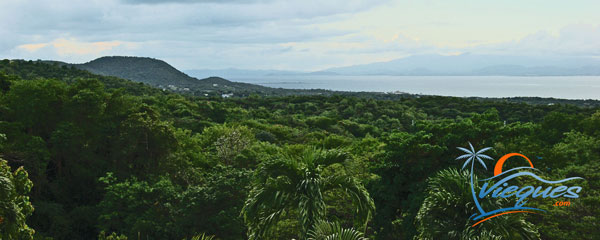 The greenest island in Puerto Rico Thousands of Lush Green Acres - Vieques isalnd, Puerto Rico