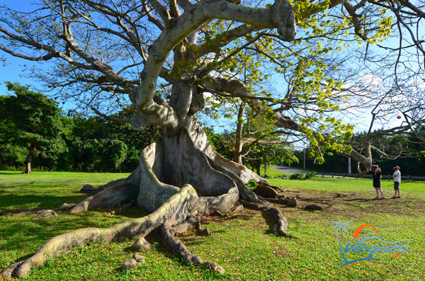 Ceiba Tree - Vieques, Puerto Rico - Arbol de Ceiba