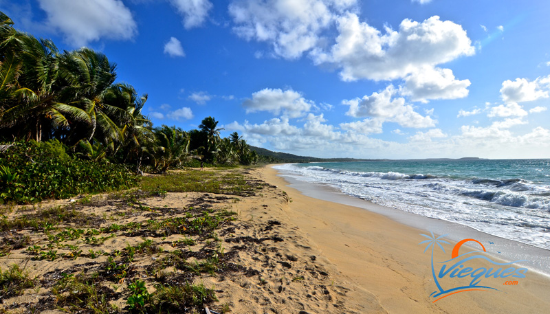 Playa Grande, Vieques, Puerto Rico | Vieques