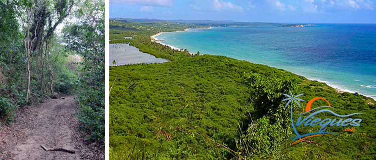 Hiking in Vieques Island, Puerto Rico