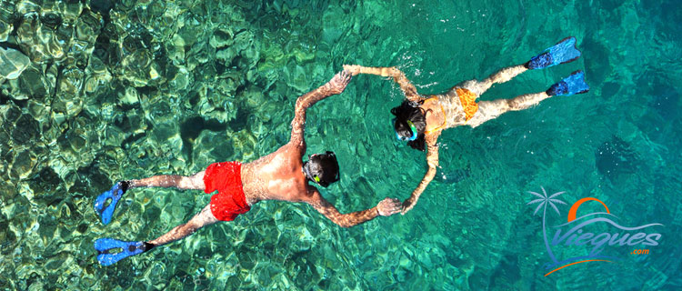 Microprocesador después de esto padre Snorkeling in Vieques Island, Puerto Rico | Vieques